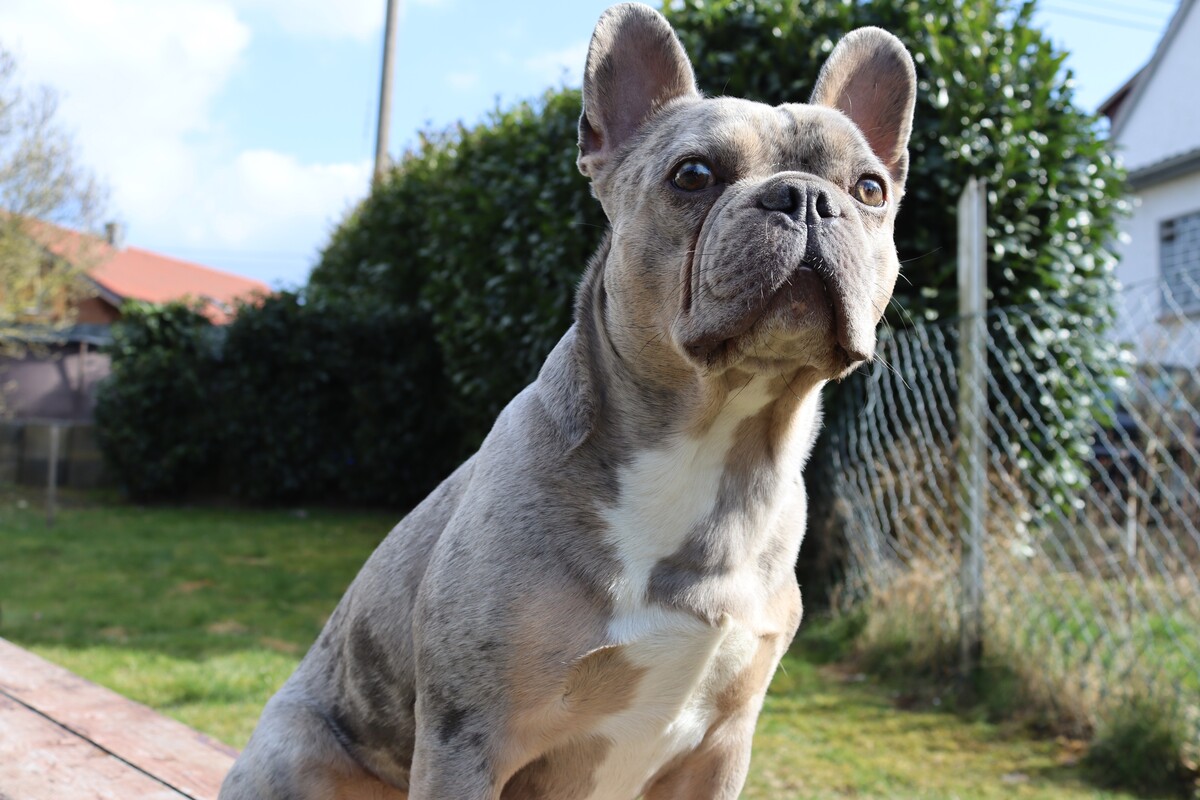 Eine kleine Bulldogge sitzt auf einer Bank