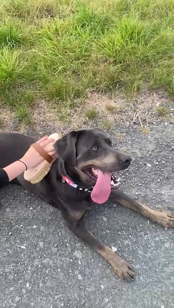 Die Kardätsche Fibre macht das Fell  eines Hundes sauber